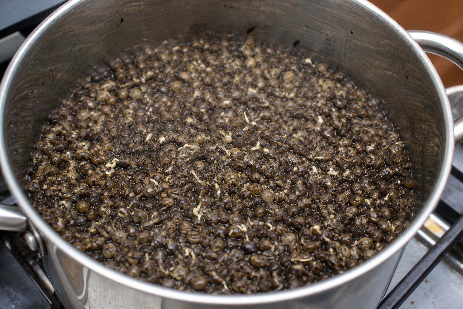 Hemp seed boiled until the shells split and the white shoots show — ready to fish, not still swelling