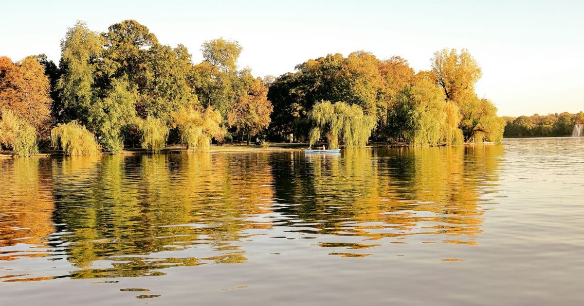 A carp lake near Bucharest in golden evening light