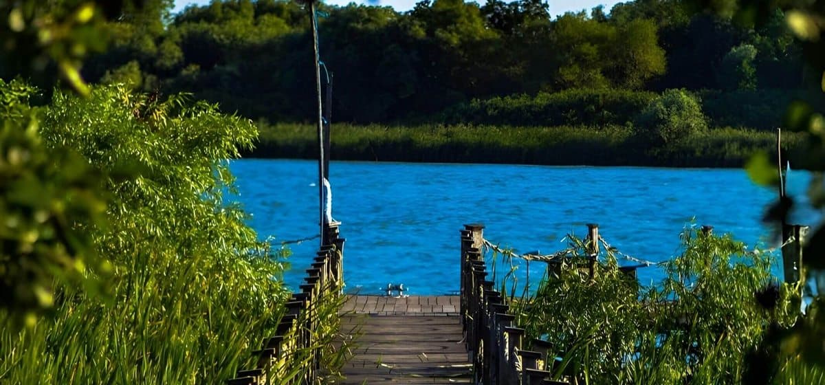 A wooden jetty leading to a lake between reeds and willows
