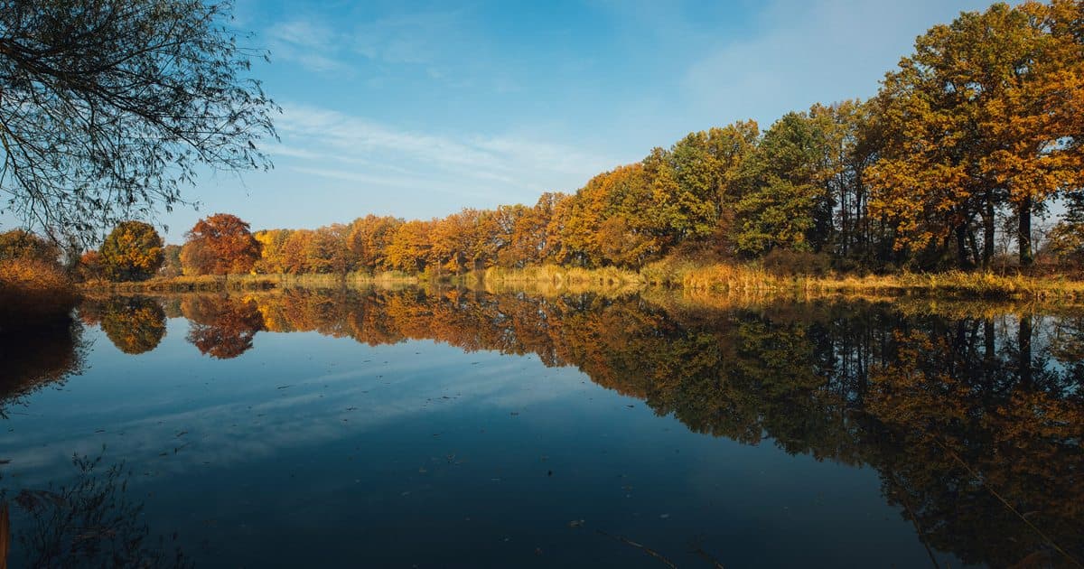 A calm lake in autumn, with yellow and russet trees reflected in the water
