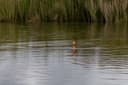 A marker float sitting on a carp lake while an angler maps the swim with a feature-finding lead