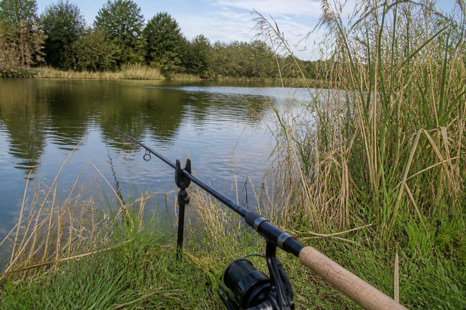 A carp rod fished along a quiet reed-lined margin rather than out into open water