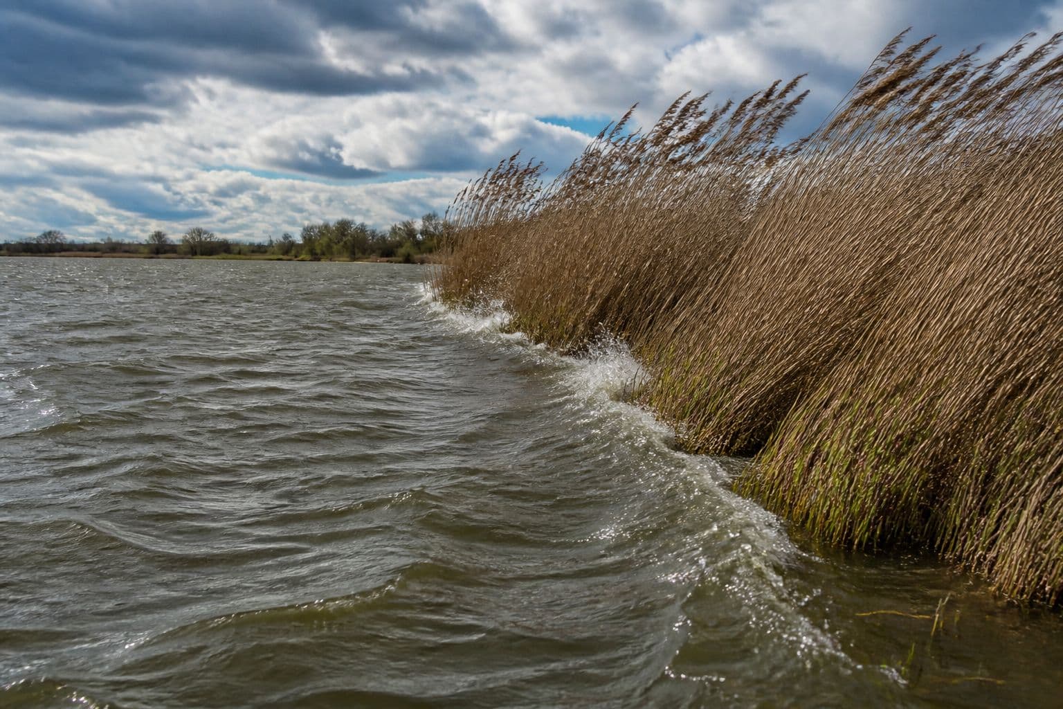 Wind pushing a ripple onto a reed-lined bank under mixed cloud